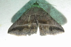 Lesmone griseipennis