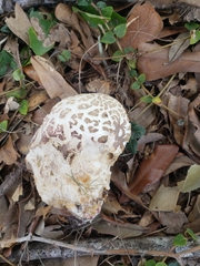 Chlorophyllum molybdites