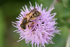 Halictus scabiosae