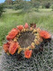 Ferocactus wislizeni