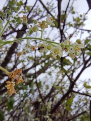 Bursera epinnata