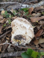 Chlorophyllum molybdites