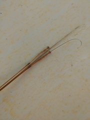 Diapheromera femorata