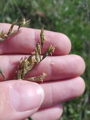 Festuca
