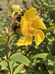 Hypericum × hidcoteense