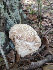 Chlorophyllum molybdites