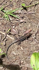 Holcosus quadrilineatus