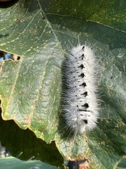 Lophocampa caryae