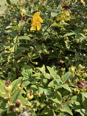 Hypericum × hidcoteense