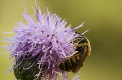 Halictus scabiosae
