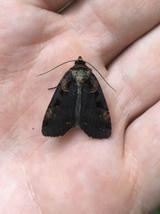 Pseudohermonassa bicarnea