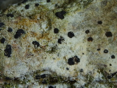 Arthonia arthonioides