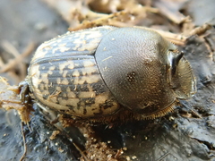 Onthophagus nuchicornis
