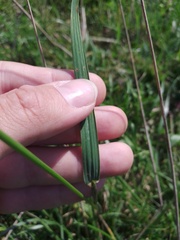Festuca