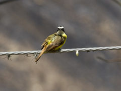 Myiozetetes cayanensis