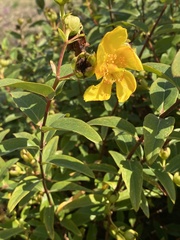 Hypericum × hidcoteense
