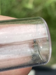 Ischnodemus sabuleti