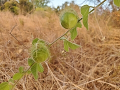 Passiflora foetida