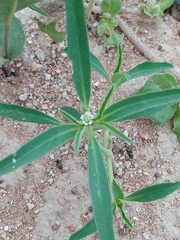 Euphorbia exstipulata