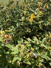 Hypericum × hidcoteense