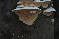 Irpiciporus