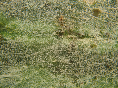 Erysiphe trifoliorum