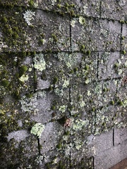 Flavoparmelia caperata