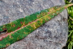 Pucciniastrum epilobii