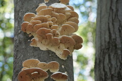 Irpiciporus