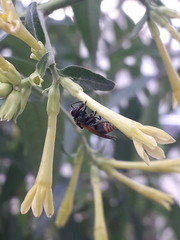 Brachygastra lecheguana