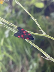 Zygaena
