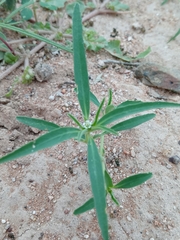 Euphorbia exstipulata