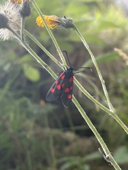 Zygaena