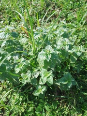 Mentha arvensis