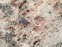 Porcellionidae