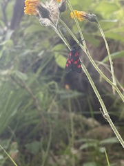 Zygaena
