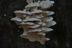 Irpiciporus