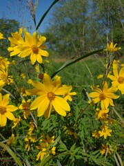 Bidens aristosa