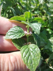 Mentha arvensis