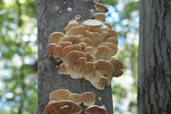 Irpiciporus