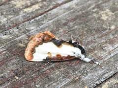 Eudryas unio