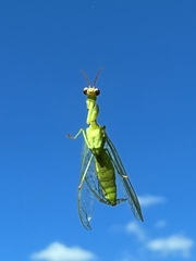 Zeugomantispa minuta