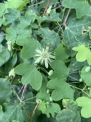 Passiflora lutea