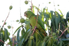 Psittacara leucophthalmus