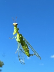 Zeugomantispa minuta