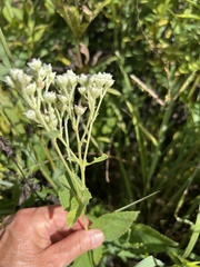 Parthenium integrifolium
