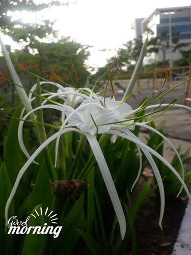 Hymenocallis littoralis iNat (3)