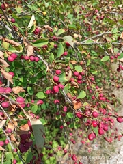 Cotoneaster meyeri