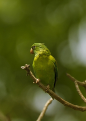 Brotogeris jugularis