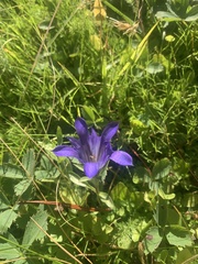 Gentiana newberryi
